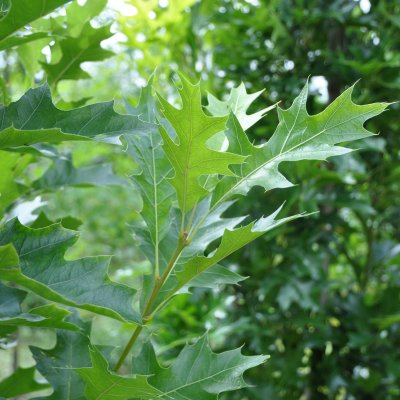 Quercus palustris Green Pillar ® (Pringreen), Kärrek, utr 150-175 C7,5