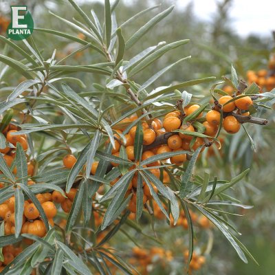 Hippophae rhamnoides Lotta ® E, Havtorn, busk C3,5