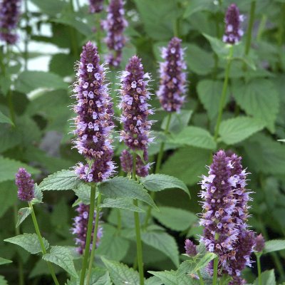 Agastache hybr. Black Adder, Anisisop
