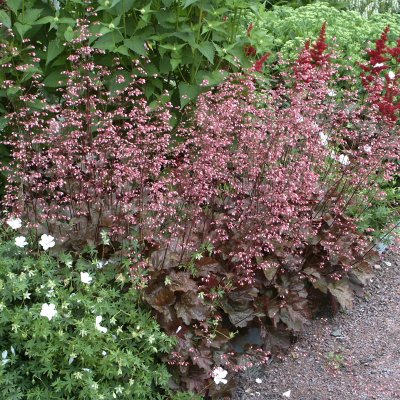 Heuchera hybr. Rachel