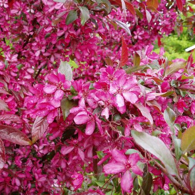 Malus Rubin, Purpurapel