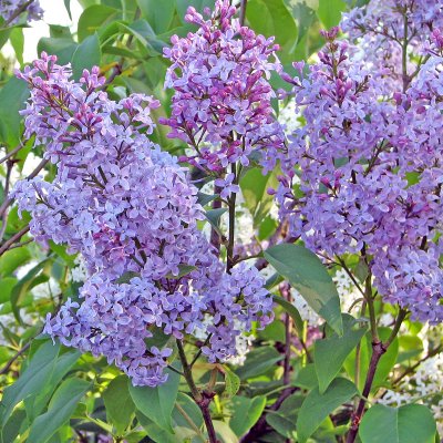 Syringa vulgaris, Bondsyrén