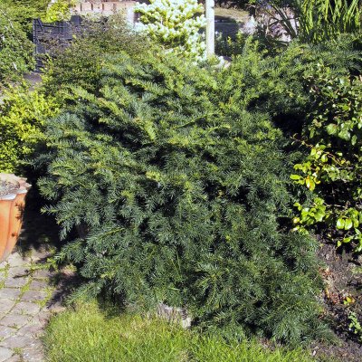 Taxus baccata Repandens, Mattidegran