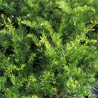 Taxus media Green Mountain, Hybrididegran, 40-50 C3,5