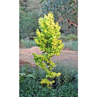 Ulmus hollandica Wredei, Guldalm