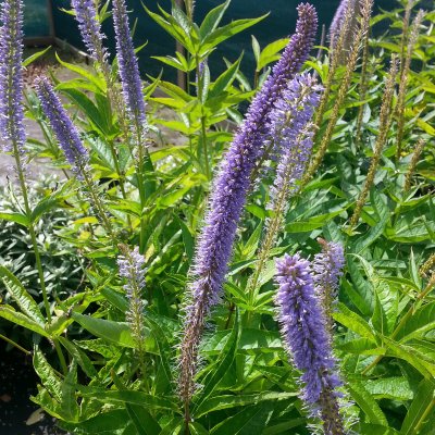 Veronicastrum virginicum Apollo, Kransveronika, P9cm