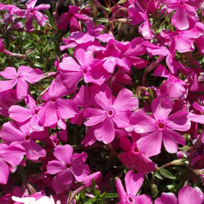 Phlox subulata Mac Daniel´s Cushion, Mossflox