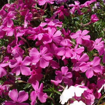 Phlox subulata Mac Daniel´s Cushion, Mossflox