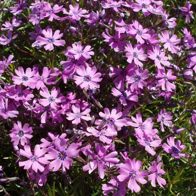 Phlox subulata Purple Beauty, Mossflox