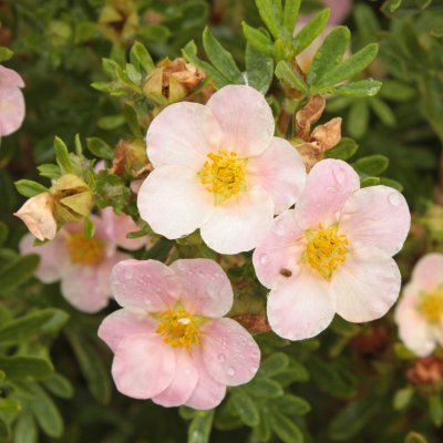 Dasiphora fruticosa Pink Queen
