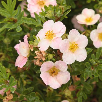Dasiphora fruticosa Pink Queen