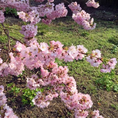 Prunus Accolade, Vårkörsbär