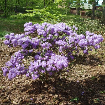 Rhododendron x lapponicum Blue Tit