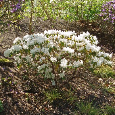 Rhododendron minus Dora Amateis, Dvärgrododendron