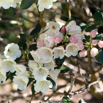 Rhododendron yak. Flava, Rododendron