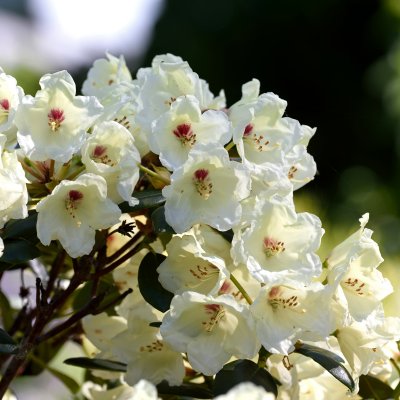 Rhododendron yak. Flava, Rododendron