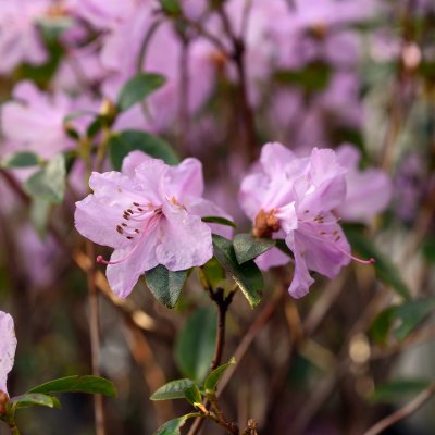 Rhododendron x praecox, Våralpros, 20-25 C2