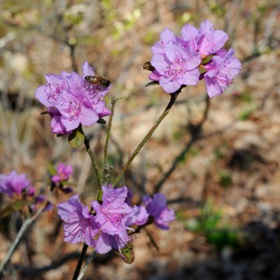 Rhododendron x praecox, Våralpros, 20-25 C2