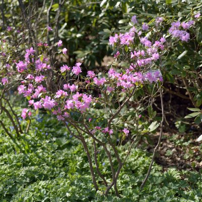 Rhododendron x praecox, Våralpros, 20-25 C2