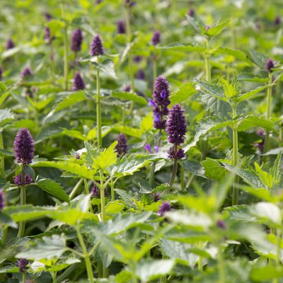 Agastache hybr. Blue Boa, Anisisop, P9cm