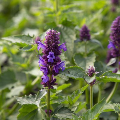 Agastache hybr. Blue Boa, Anisisop, P9cm