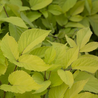 Aralia cordata Sun King ®, Sallatsaralia