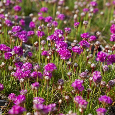 Armeria maritima Abbey Rose