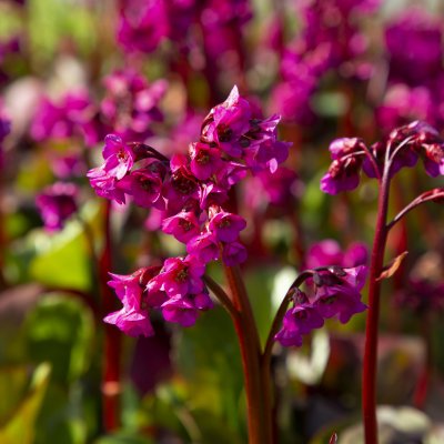 Bergenia cordifolia Eroica (Overture)