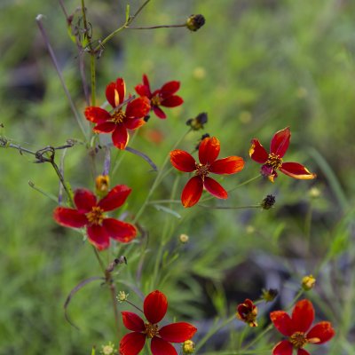 Coreopsis verticillata Crazy Cayenne, Höstöga, C11cm