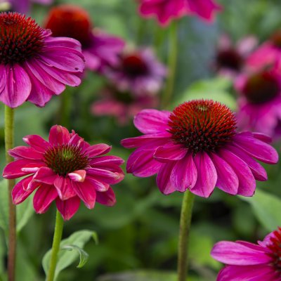Echinacea hybr. Evolution Colorific ® (Balevoeen), Solhatt, SQ1