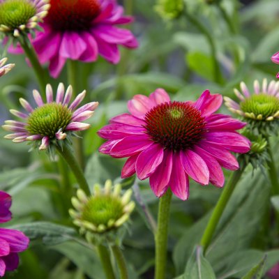 Echinacea hybr. Evolution Colorific ® (Balevoeen), Solhatt, SQ1