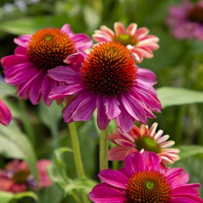 Echinacea hybr. Evolution Colorific ® (Balevoeen), Solhatt, SQ1