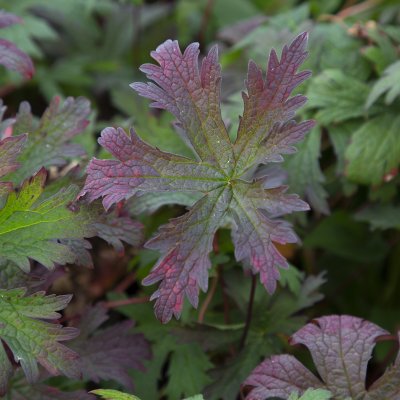Geranium hybr. Dark Eyes, Trädgårdsnäva