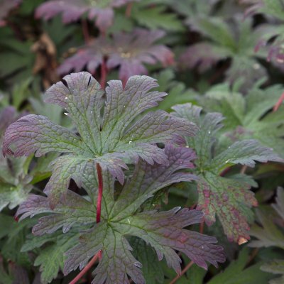 Geranium hybr. Dark Eyes, Trädgårdsnäva