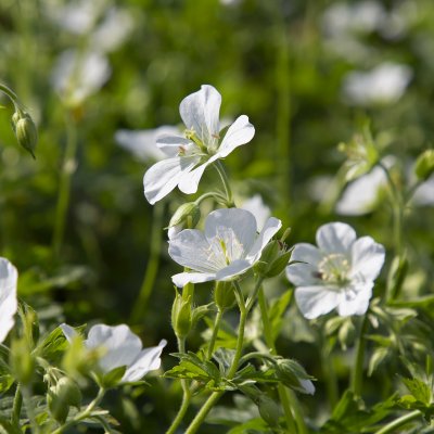 Geranium maculatum Album