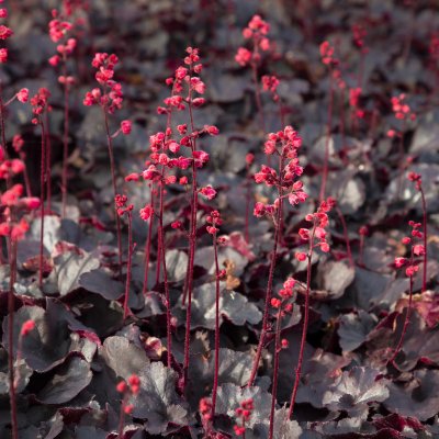 Heuchera hybr. Black Forest Cake, Alunrot, C11cm
