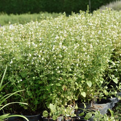 Clinopodium (Calamintha) nepeta Marvelette White