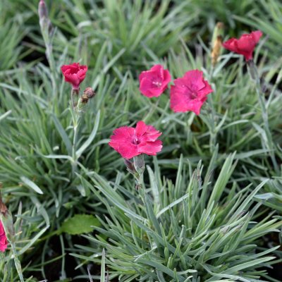 Dianthus gratianopolitanus Badenia, Bergnejlika, P9cm