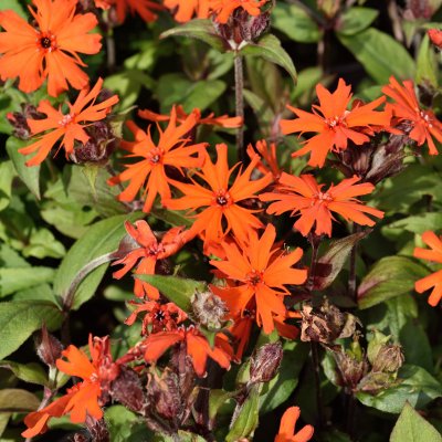 Lychnis arkwrightii Vesuvius, Praktklätt