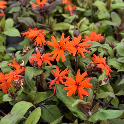 Lychnis arkwrightii Vesuvius, Praktklätt