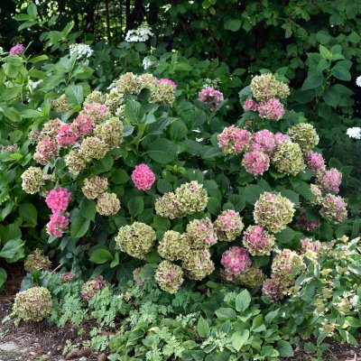Hydrangea macrophylla Alpenglühen