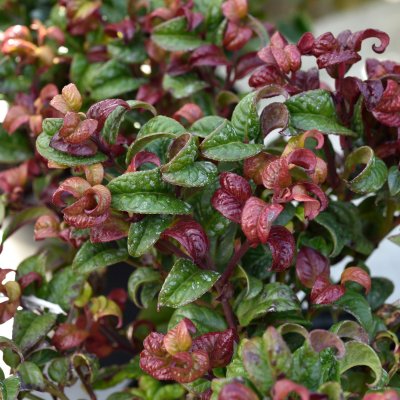 Leucothoe axillaris Curly Red ®