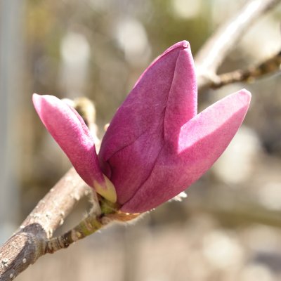 Magnolia Cleopatra ®