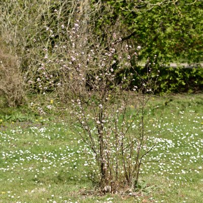 Prunus tomentosa, Luddkörsbär