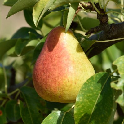 Päron, Grännapäron (Gränna Rödpäron), stam P. com C10