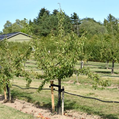 Päron, Grännapäron (Gränna Rödpäron), stam P. com C10