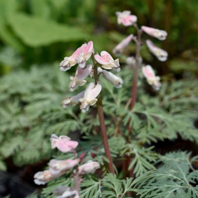 Dicentra canadensis, Silverhjärta, P9cm