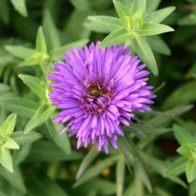 Symphyotrichum (Aster) novae-angliae Purple Dome