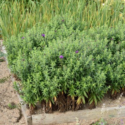 Symphyotrichum (Aster) novae-angliae Purple Dome
