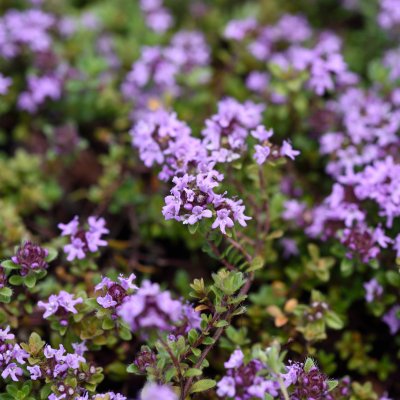 Thymus serpyllum Red Carpet, Backtimjan